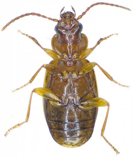 Réf. 201 724 : Trechus sp.